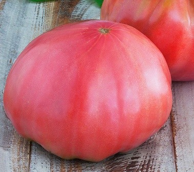 Heirloom Pink Brandywine Tomato Seeds - Shop Online Flower & Vegetables  Seeds NZ