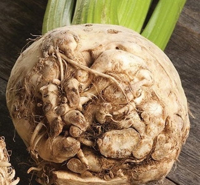 Heirloom Celeriac Ilona Seeds