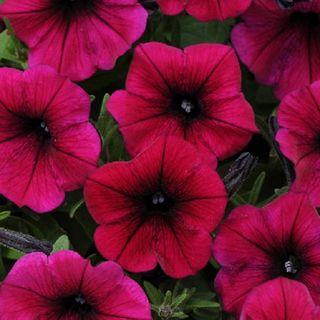 Petunia Deep Rich 'Shock Wave' Seeds