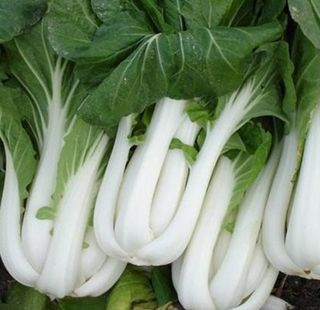 Pak Choi Ivory Salad Seeds