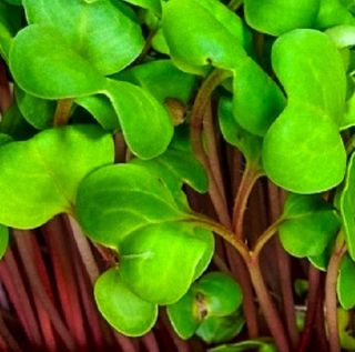 Micro Pink Stem Radish Seeds